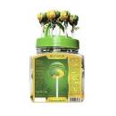 Cannabis Lollipop- lemon